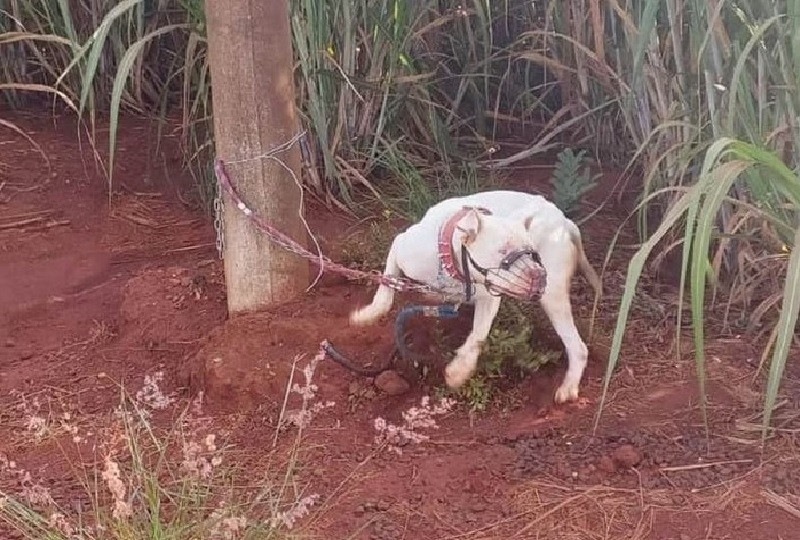 Polícia Militar resgata seis pitbulls vítimas de maus-tratos e prende jovem em flagrante – Jornal Advogado – Em Mato Grosso