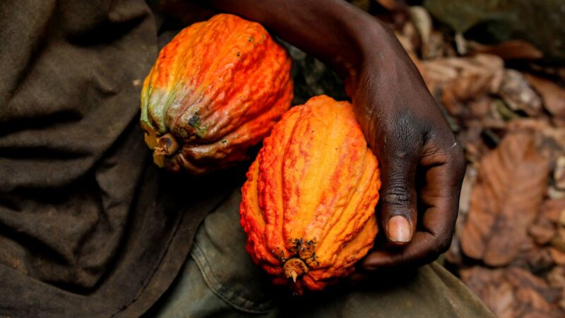 Segundo maior produtor de cacau do mundo, Gana volta a subir preços no atacado
