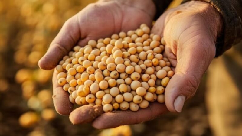 Sindicato Rural de Jaciara e Senar-MT promovem curso de Classificação de Grãos de Soja e Milho – Jornal Advogado – Em Mato Grosso