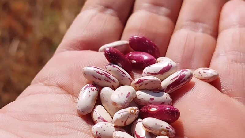 Aprofir leva debate sobre praga da mosca branca no feijão para o interior de MT – Jornal Advogado – Em Mato Grosso