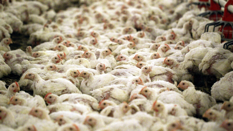 Gripe aviária eleva preços de ovos nos EUA a valores recordes antes do Natal