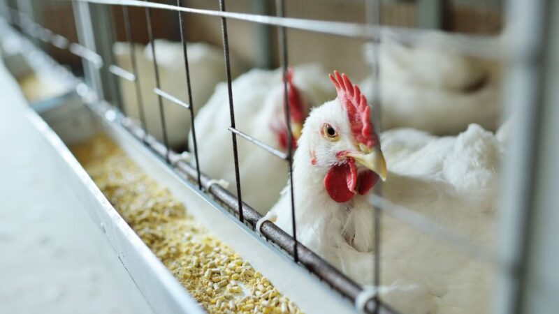 Indústria de carnes de frango e suína do Brasil deve ter recordes em 2024, diz ABPA – Jornal Advogado – Em Mato Grosso