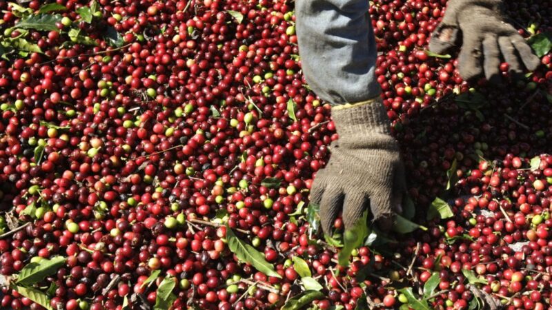 Safra de café 2025/26 do Brasil deve cair 5%, estima Safras