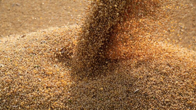 Milho e soja recuam com realização de lucros e temores de tarifas dos EUA