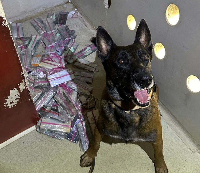 Cães farejadores dão apoio à Polícia Penal em buscas por celulares e drogas em presídios de MT – Jornal Advogado – Em Mato Grosso