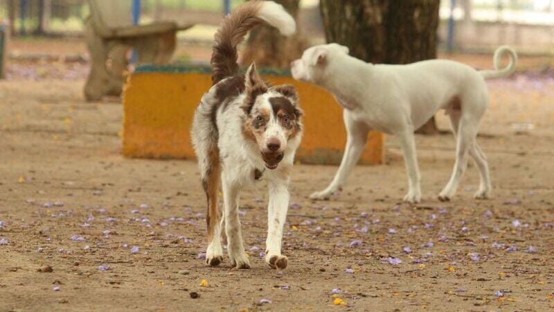 Criança é atacada por seis cães na rua e resgatada por vereador em Mato Grosso