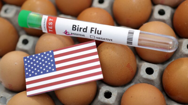 EUA enfrentam escassez de ovos devido à gripe aviária; entenda