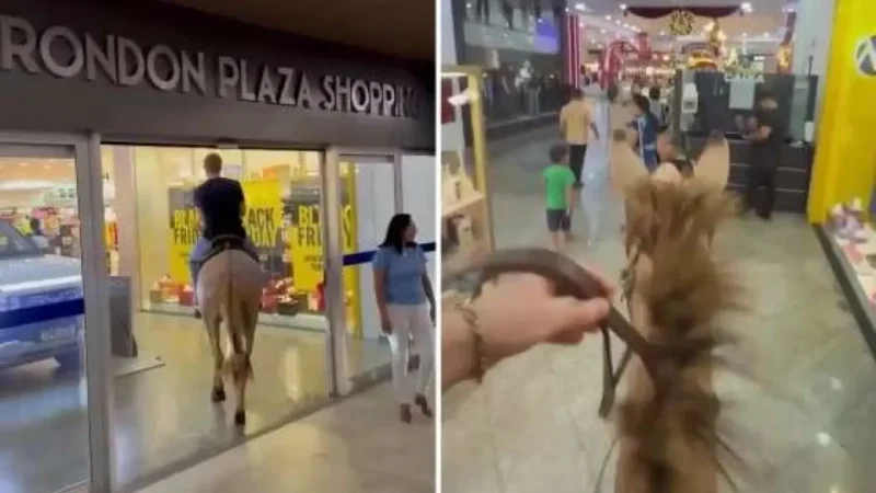 Homem que entrou em shopping com mula é indiciado por maus-tratos a animais