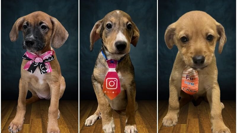 Prefeitura de Cuiabá realiza feira de adoção com 19 animais; veja fotos