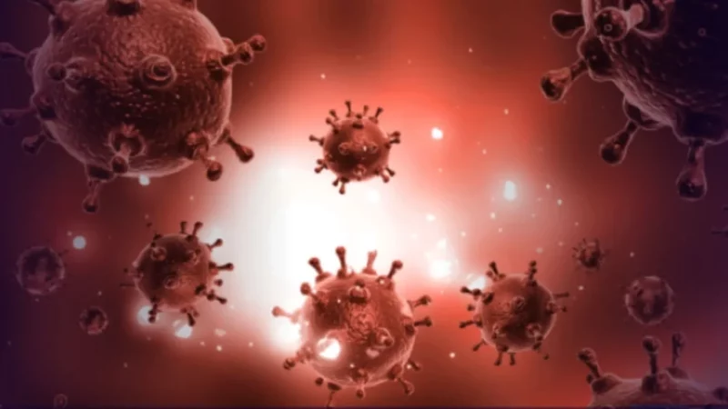 Bactéria da febre tifoide se torna mais resistente a antibióticos, alertam cientistas