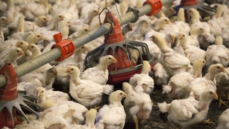 Gripe aviária: México também suspende compra de frango do Brasil