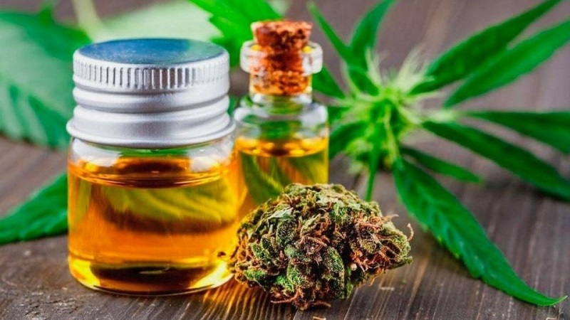 Liberado pela justiça de MT plantio de maconha em casa para tratamento de paciente com tetraplégico