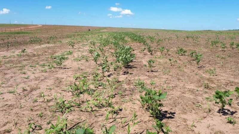 Período de vazio sanitário da soja começa neste domingo em Mato Grosso
