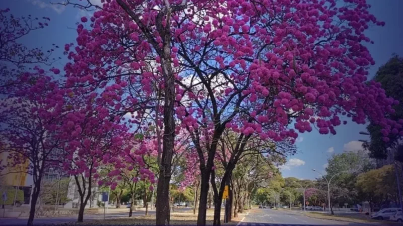 Primeiro a florescer no DF, ipê-roxo abre temporada de cores e encanta a população