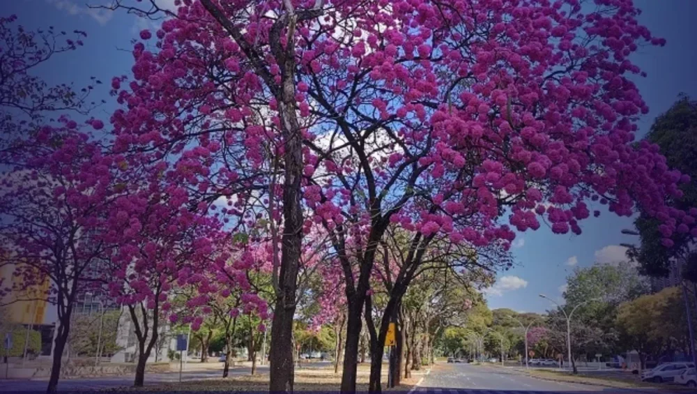 Primeiro a florescer no DF, ipê-roxo abre temporada de cores e encanta a população