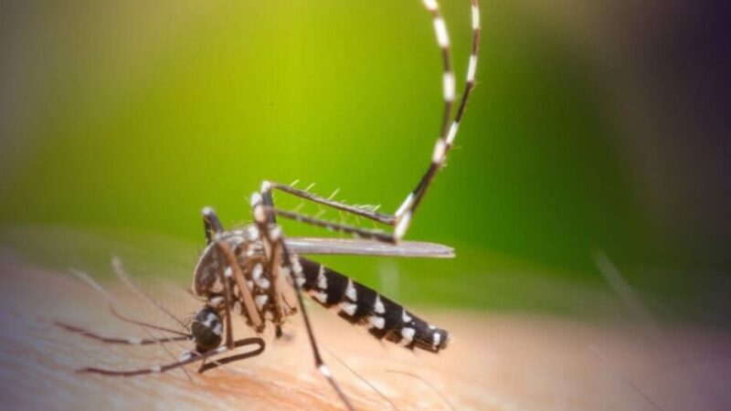 Brasil inaugura maior fábrica de mosquito Aedes aegypti do mundo — para combater dengue, zika e chikungunya