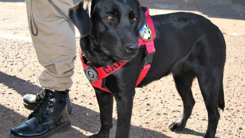 Cão farejador do Corpo de Bombeiros localiza corpo em área de mata em Várzea Grande