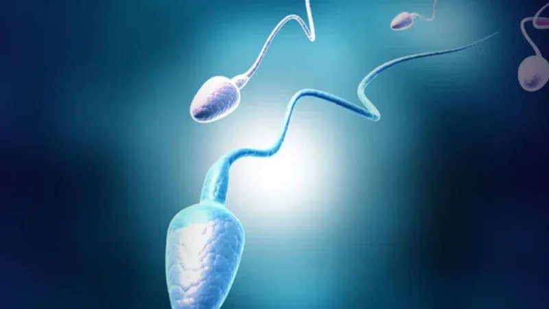 Estudo revela que ultraprocessados afetam qualidade do esperma