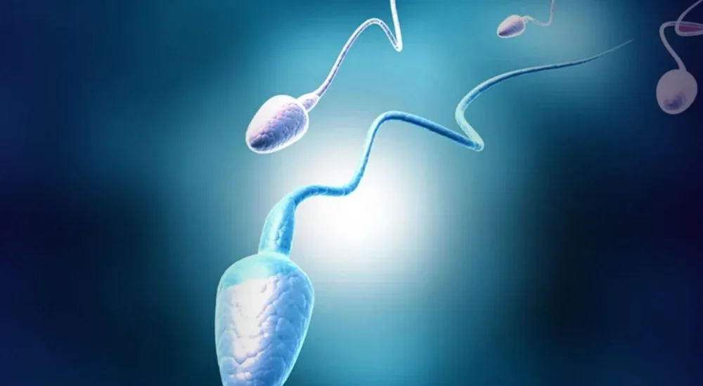 Estudo revela que ultraprocessados afetam qualidade do esperma