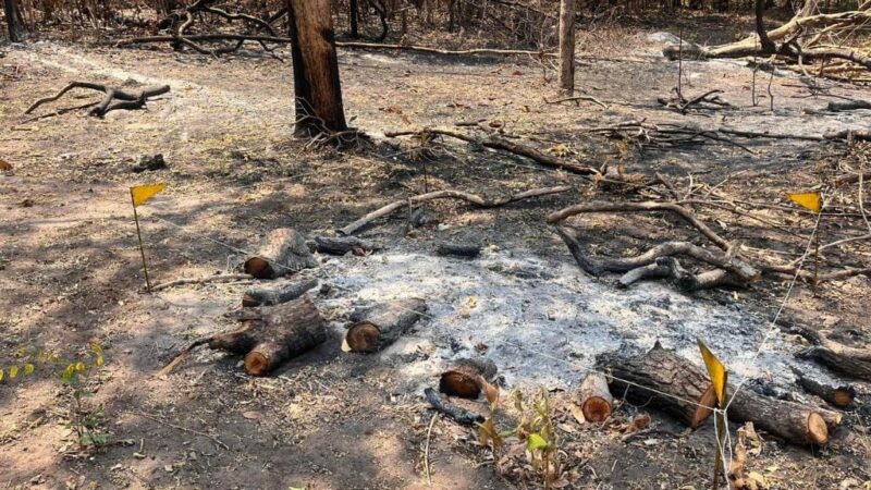 Incêndio que atingiu o Parque Estadual da Serra Azul foi criminoso, confirma perícia