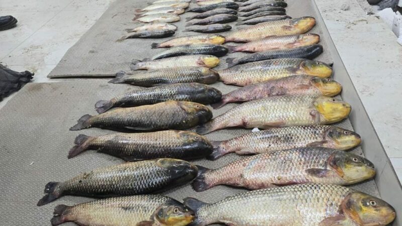 Motorista é preso com ‘carrão’ abarrotado de pescado irregular na rodovia Cuiabá-Leverger