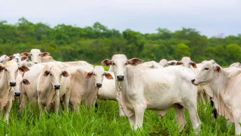 Seis frigoríficos de Mato Grosso são habilitados a exportar carne bovina para a Indonésia