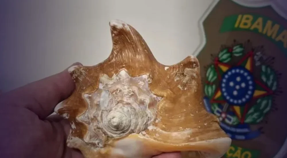 Quase mil conchas apreendidas no Ceará são doadas para instituição de ensino