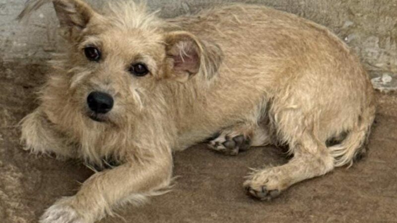 Após denúncia, Polícia Civil prende cabeleireiro por maus-tratos a animais