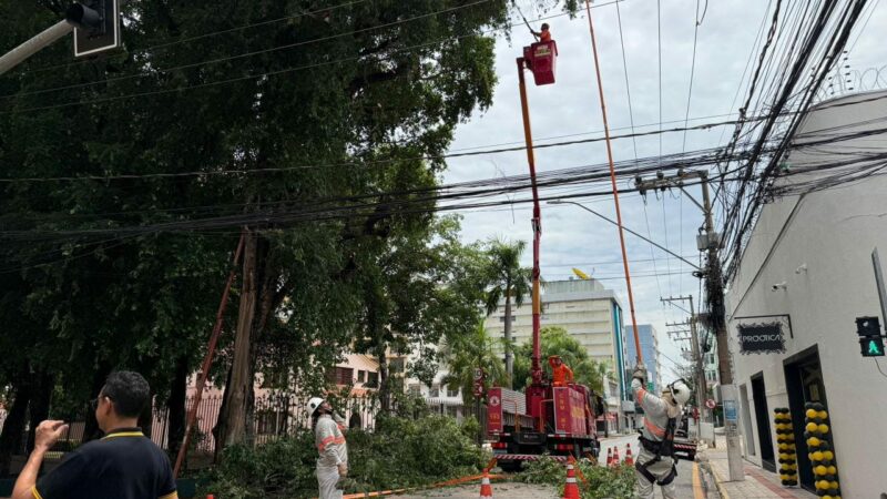 Prefeitura de Cuiabá faz manejo de árvore histórica perto do Palácio Alencastro