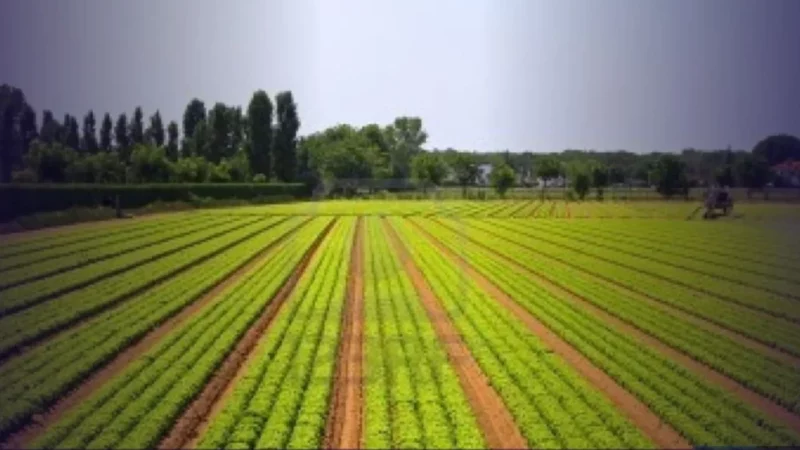 Agricultura Familiar: Projeto de Lei Define Imóveis de Até 2.000m² como Propriedades Rurais Produtivas