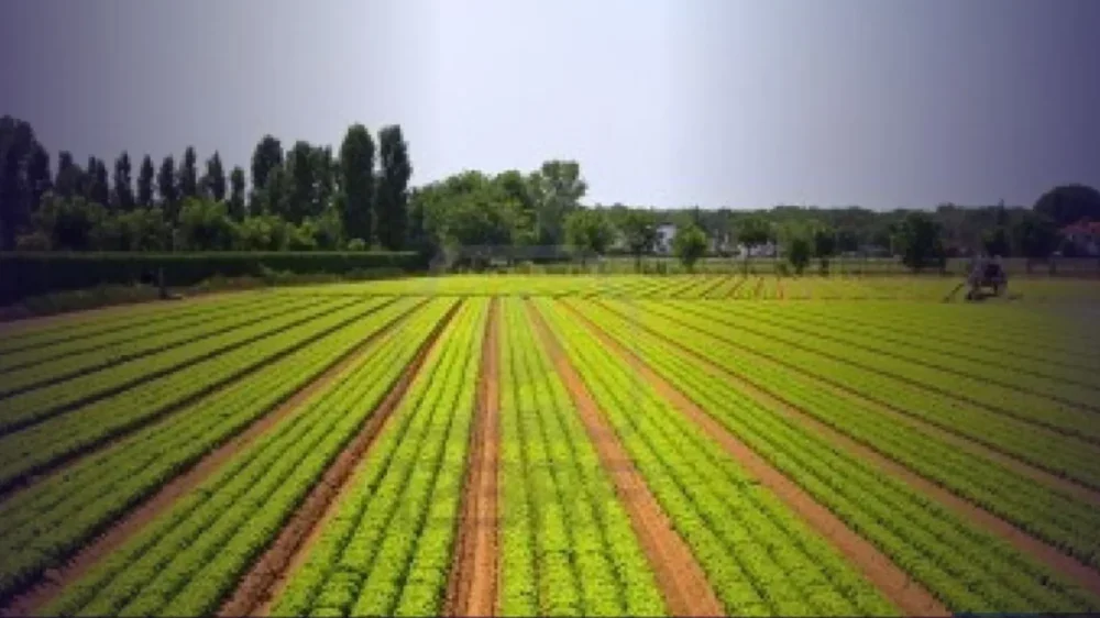 Agricultura Familiar: Projeto de Lei Define Imóveis de Até 2.000m² como Propriedades Rurais Produtivas