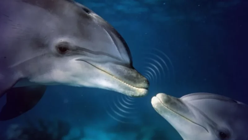 Golfinhos utilizam voz de bebê para se comunicar com filhotes, revela estudo