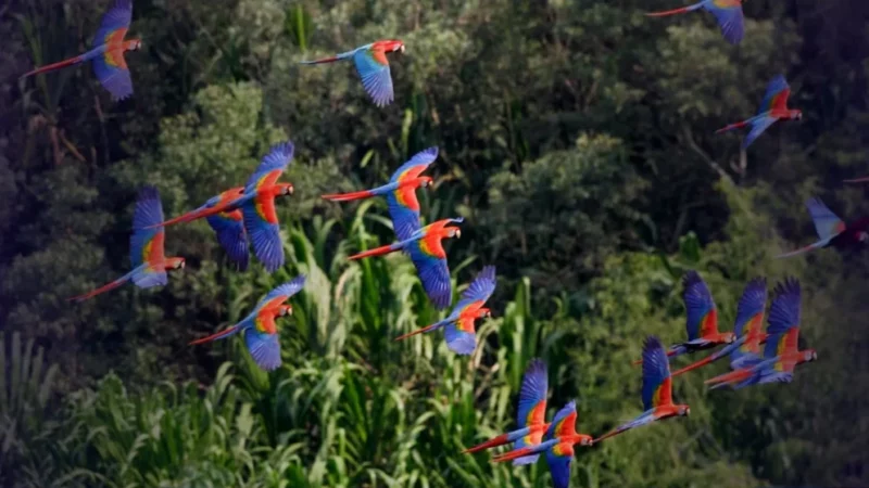 Nova frente se articula no Brasil para combater o tráfico de espécies