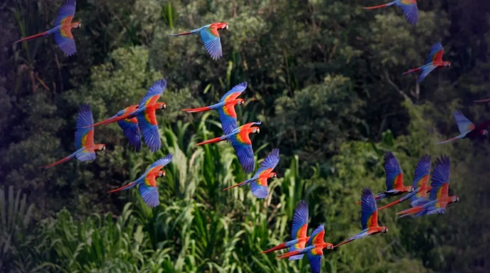 Nova frente se articula no Brasil para combater o tráfico de espécies