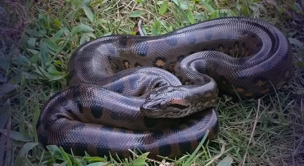 Sucuris Gigantes: Tamanho Médio das Cobras Permanece o Mesmo Há Mais de 12 Milhões de Anos