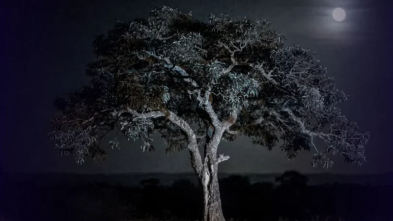 A descoberta científica surpreendente de que as árvores também tiram uma soneca durante a noite