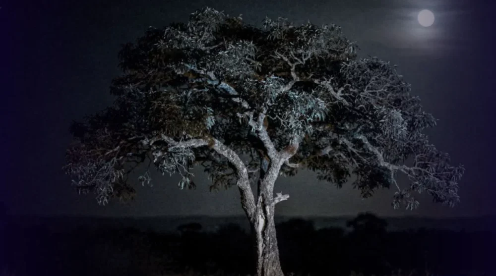 A descoberta científica surpreendente de que as árvores também tiram uma soneca durante a noite