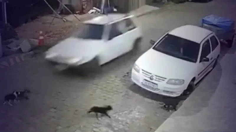 Homem é preso no RS após confessar atropelamento proposital de cães