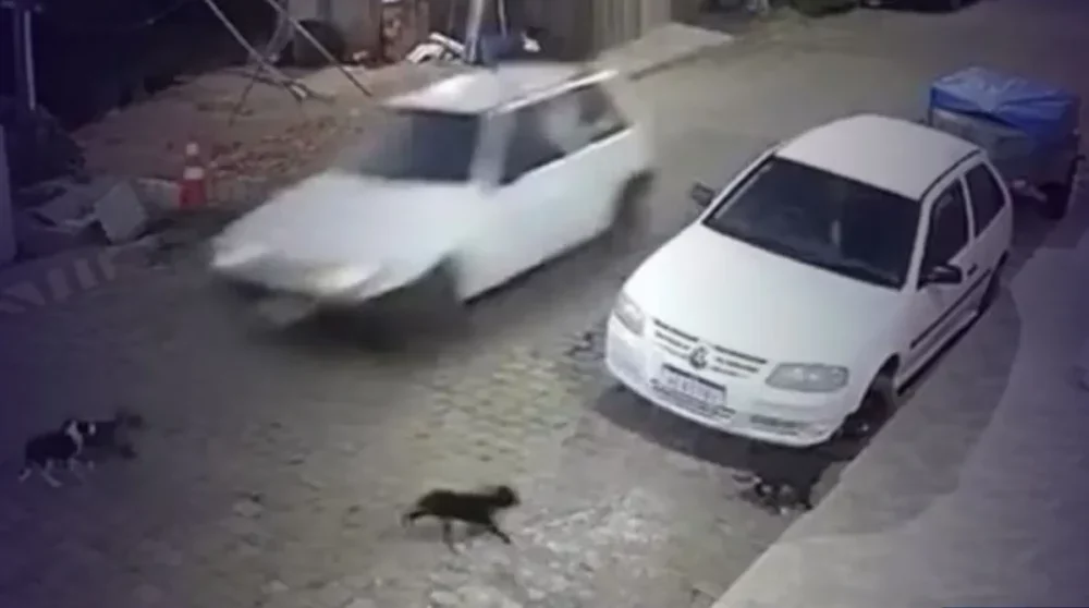 Homem é preso no RS após confessar atropelamento proposital de cães