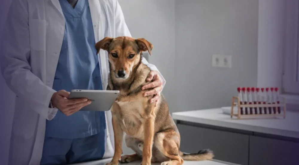Inteligência artificial revoluciona veterinária ao antecipar doenças antes dos primeiros sintomas