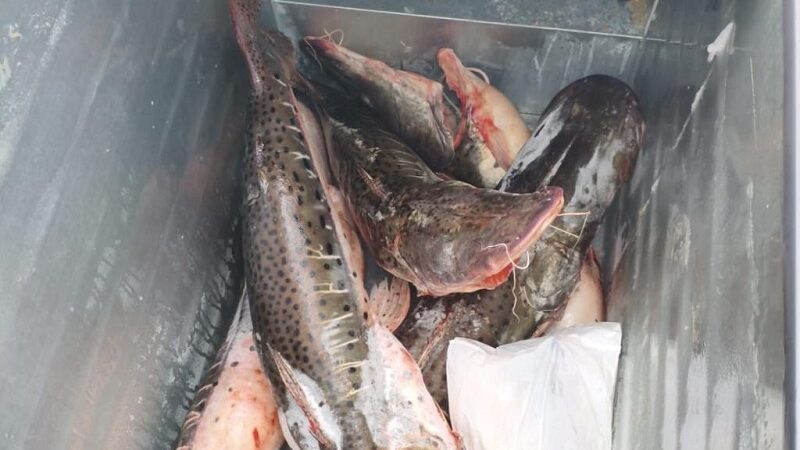 Polícia Civil combate pesca predatória e grupo criminoso em Cuiabá e Várzea Grande