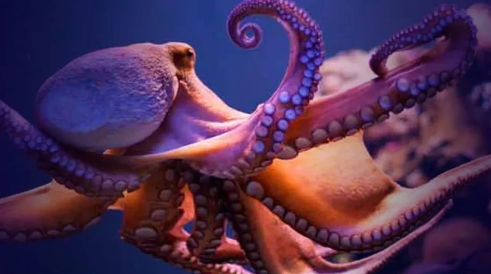 Polvos que “perdem a paciência” e dão socos em peixes intrigam cientistas