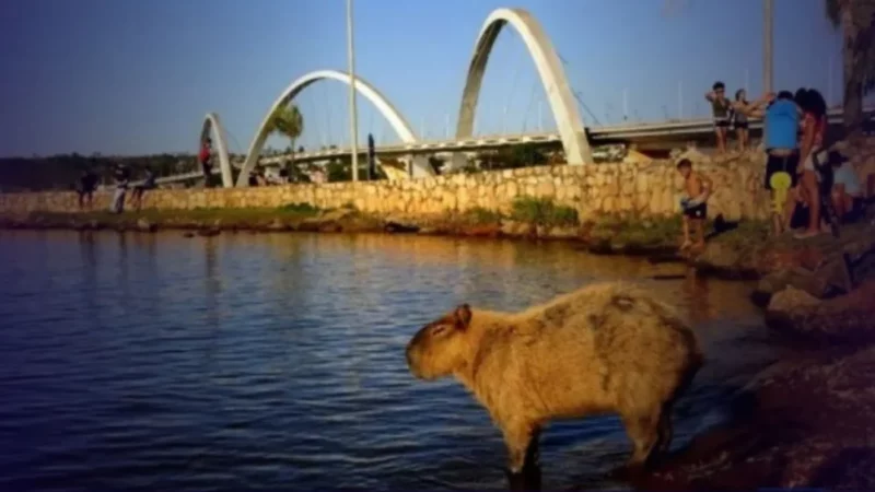 Projeto Capivaras DF estuda febre maculosa e monitora fauna no Lago Paranoá