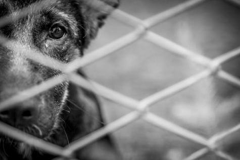 Projeto de Lei propõe aumentar pena por maus-tratos a cães e gatos