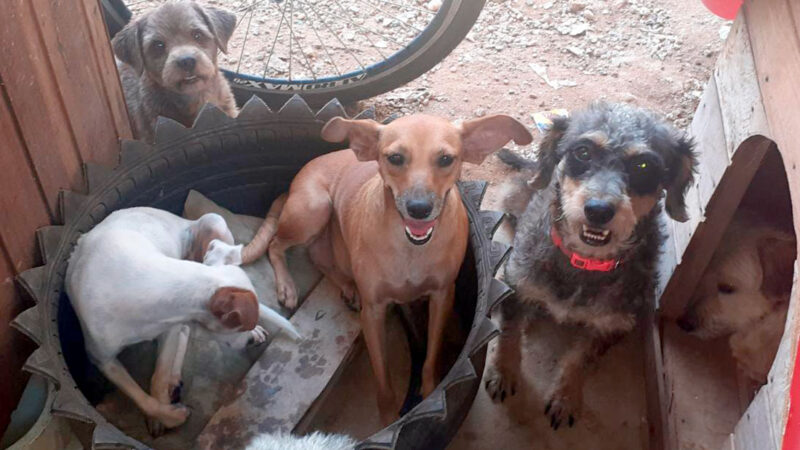 Lucas do Rio Verde cede área por 10 anos para entidade de proteção de animais de rua