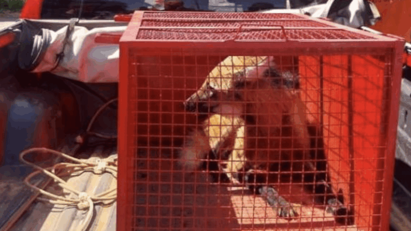 Lobo-guará invade cozinha de casa em Goiás e é resgatado pelo Corpo de Bombeiros